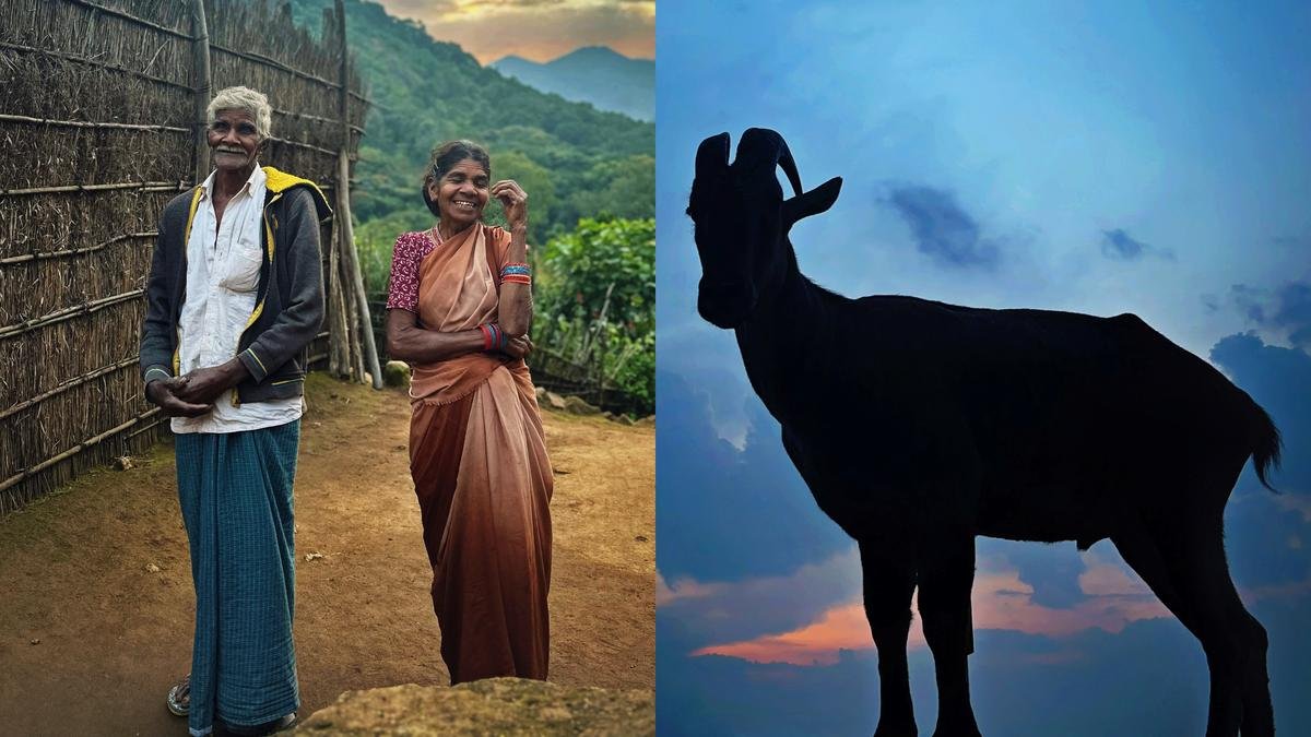 अरिवु अनामलाई जनजाति और नीलगिरि थार पर एक वृत्तचित्र 'मुधुवर' का वर्णन करते हैं