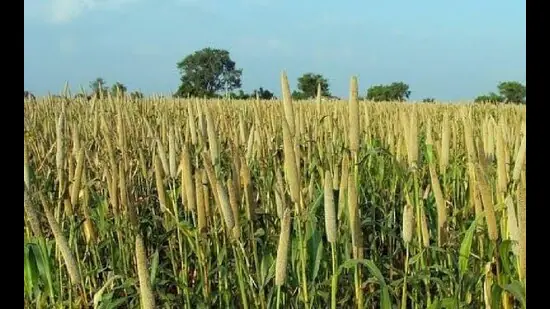 Government will start purchasing millet from today