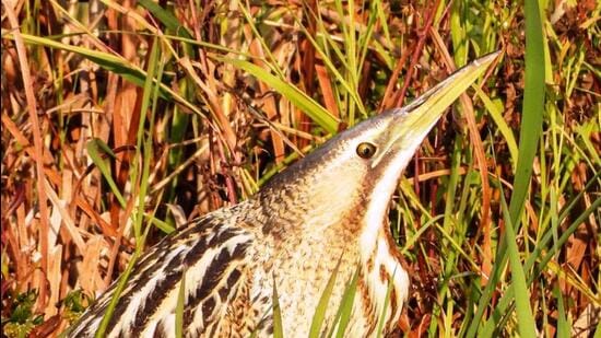 कश्मीर में आने वाले प्रवासी पक्षी ठंडे इलाकों से आते हैं। (फ़ाइल)