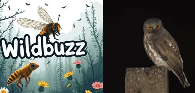 Wildbuzz lovely ghost of the night