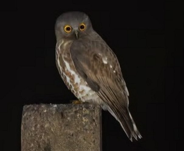 Wildbuzz | lovely ghost of the night