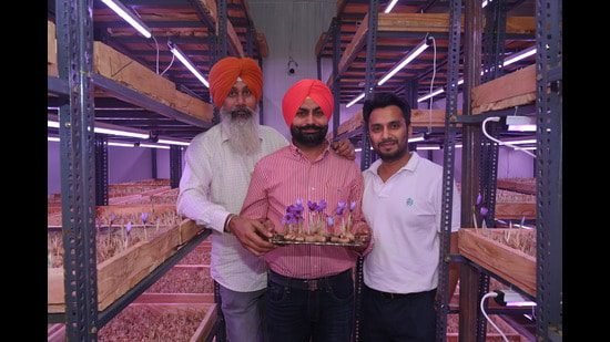 गुरप्रीत सिंह (बीच में) मोगा के धर्मकोट में एक एयरोपोनिक सुविधा में जसवीर सिंह और क्षितिज गोयल के साथ केसर के पौधे रखते हैं। (एचटी फोटो)
