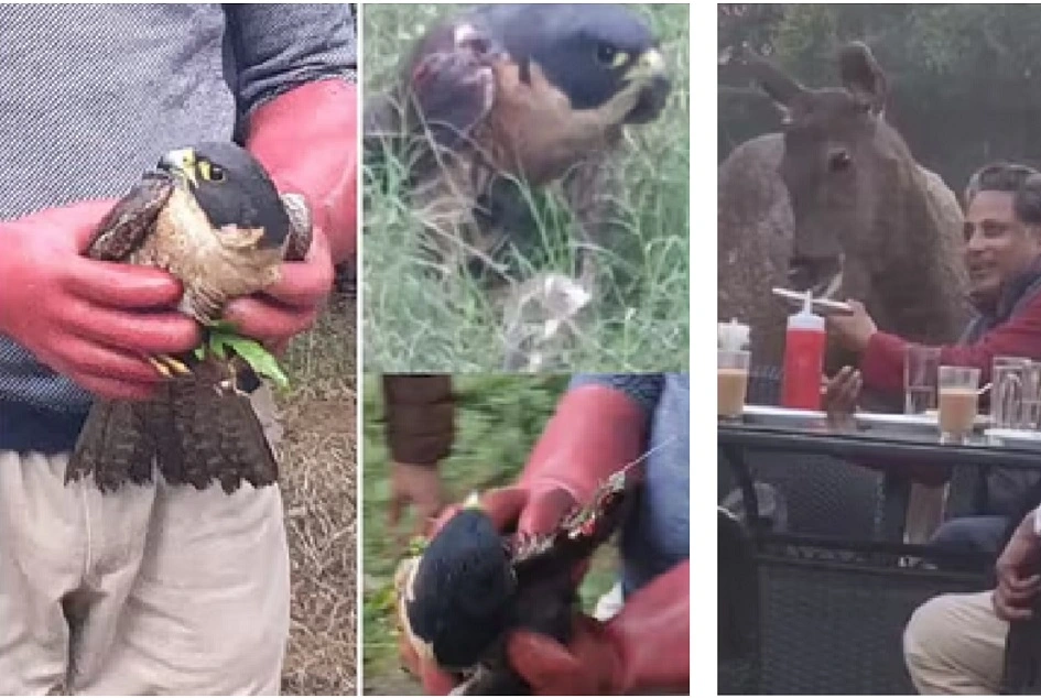 ब्लैक बैरन का अपमान