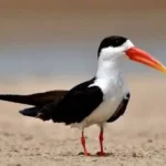 महाकुम्ब -2025