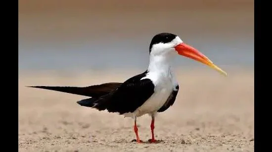 महाकुम्ब -2025