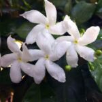 बालों के विकास और मजबूत बालों के लिए हर्षरिंगर फूल (रात चमेली) का उपयोग कैसे करें