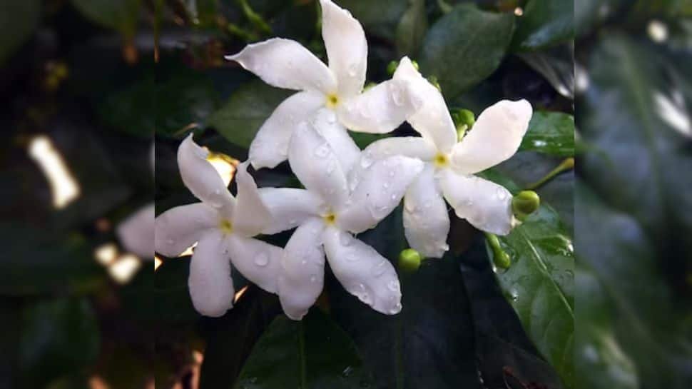 बालों के विकास और मजबूत बालों के लिए हर्षरिंगर फूल (रात चमेली) का उपयोग कैसे करें