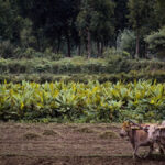 PM-Kisan: अयोग्य किसानों को इस योजना के तहत प्राप्त धन वापस करने की आवश्यकता है, सरकार 416 करोड़ रुपये प्राप्त करती है