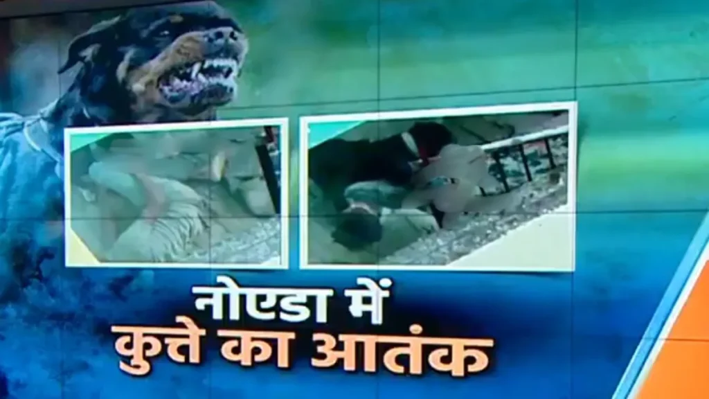 पिटबुल ने नोएडा में युवक का पैर चबाया, गंभीर हालत में अस्पताल में भर्ती 1 पिटबुल ने नोएडा में युवक का पैर चबाया, गंभीर हालत में अस्पताल में भर्ती