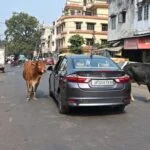 'आवारा मवेशियों के रखरखाव पर उत्तर प्रदेश सरकार एक दिन में करेगी ₹ 7.5 करोड़
