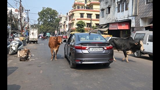 'आवारा मवेशियों के रखरखाव पर उत्तर प्रदेश सरकार एक दिन में करेगी ₹ 7.5 करोड़