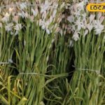 ग्लाइड होता है |