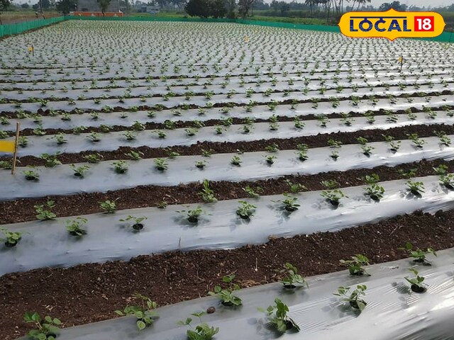 इस तकनीक को गर्मियों में गर्मी के स्ट्रोक से नहीं बचाया जा सकता है, फसल को जबरदस्त उत्पादन के साथ झुलसाया नहीं जाएगा