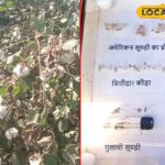 कपास की खेती के लिए यह किट बहुत खतरनाक है, रोकथाम और नियंत्रण के उपायों को जानें