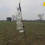 किसान ने निकाला गजब का जुगाड़, आवारा जानवर नहीं फटक रहे फसल के पास!