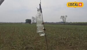 किसान ने निकाला गजब का जुगाड़, आवारा जानवर नहीं फटक रहे फसल के पास! यूट्यूब से सीखा तरीका