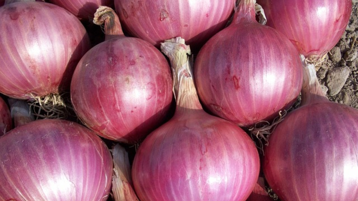 केंद्र प्याज निर्यात पर ड्यूटी वापस ले लेता है: क्यों सरकार इन कर्तव्यों को ले जाती है और यह आम आदमी को कैसे प्रभावित करता है