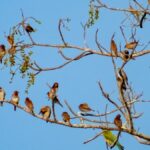 कोच्चि के जीवंत बर्डिंग समुदाय अपने अनुभव और पसंदीदा एवियन हॉटस्पॉट साझा करते हैं