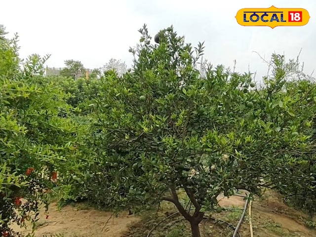 खेती के टिप्स: न तो देखभाल की परेशानी, कोई सिंचाई तनाव नहीं .. एक बार इन पौधों की बुवाई के बाद, खेत इन पौधों की बुवाई के बाद साल बढ़ेंगे