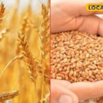 गेहूं की कटाई करने के बाद, यह काम क्षेत्र में करें, मिट्टी उपजाऊ क्षमता बढ़ जाएगी