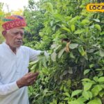 बागवानी