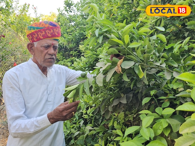 चिकू-सेंट, जो प्राकृतिक खाद के जादू के कारण रेगिस्तान में बह रहा है, किसान ऐसे किसान बन गए