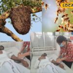 बकरी ने मधुमक्खियों के साथ एक गड़बड़ कर दी, फिर शेफर्ड का जीवन आया!