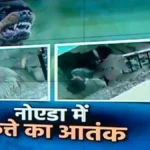 पिटबुल, पिटबुल अटैक, पिटबुल अटैक वीडियो, पिटबुल अटैक नोएडा