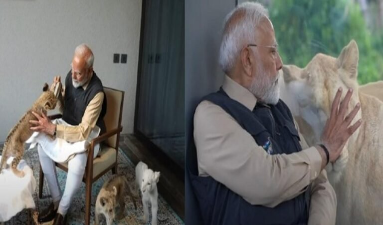 modi lion