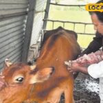 बदलते मौसम में, जानवरों में खुरपका-मुहिपा रोग के बढ़ने पर, मुफ्त में इलाज किया जाएगा