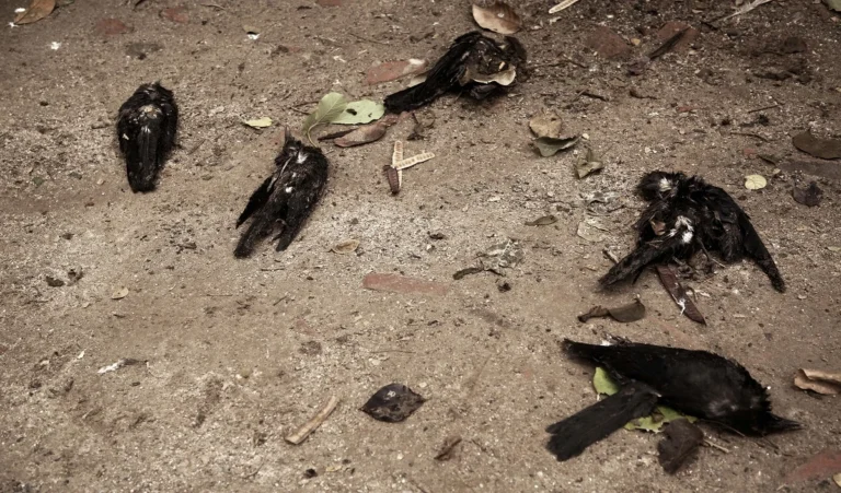 CROW