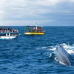 ब्लू व्हेल और डॉल्फ़िन को स्पॉट करने के लिए नवंबर और अप्रैल के बीच श्रीलंका के दक्षिणी तट पर जाएँ