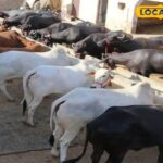 मुख्यमंत्री मंगला पशु बीमा योजना: लॉटरी प्रणाली का चयन किया जाएगा, बीमा 5 लाख के लिए होगा