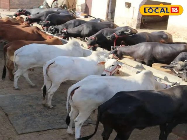 मुख्यमंत्री मंगला पशु बीमा योजना: लॉटरी प्रणाली का चयन किया जाएगा, बीमा 5 लाख के लिए होगा