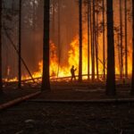 राजस्थान में वन धधक रहे हैं, ईद उज्ज्वल, गॉटस्कर ने अराजकता पैदा की