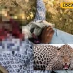 बकरी शिफ्ट में चराई कर रही थी, चरवाहा चराई कर रहा था, खूंखार शिकारी आया, गर्दन को पकड़ा!