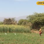 31 मार्च से पहले, किसानों को ये काम करना चाहिए, अन्यथा वे योजनाओं के लाभों से वंचित होंगे