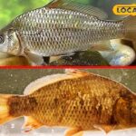 सामान्य