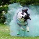 होली 2025: पालतू जानवरों के साथ होली खेलते समय डॉस और डॉन्स