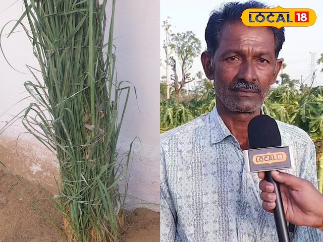 OMG: इस किसान ने चमत्कार किया है! दुनिया की सबसे ऊंची घास 22 फीट की ऊंचाई तक खेत में बढ़ती है
