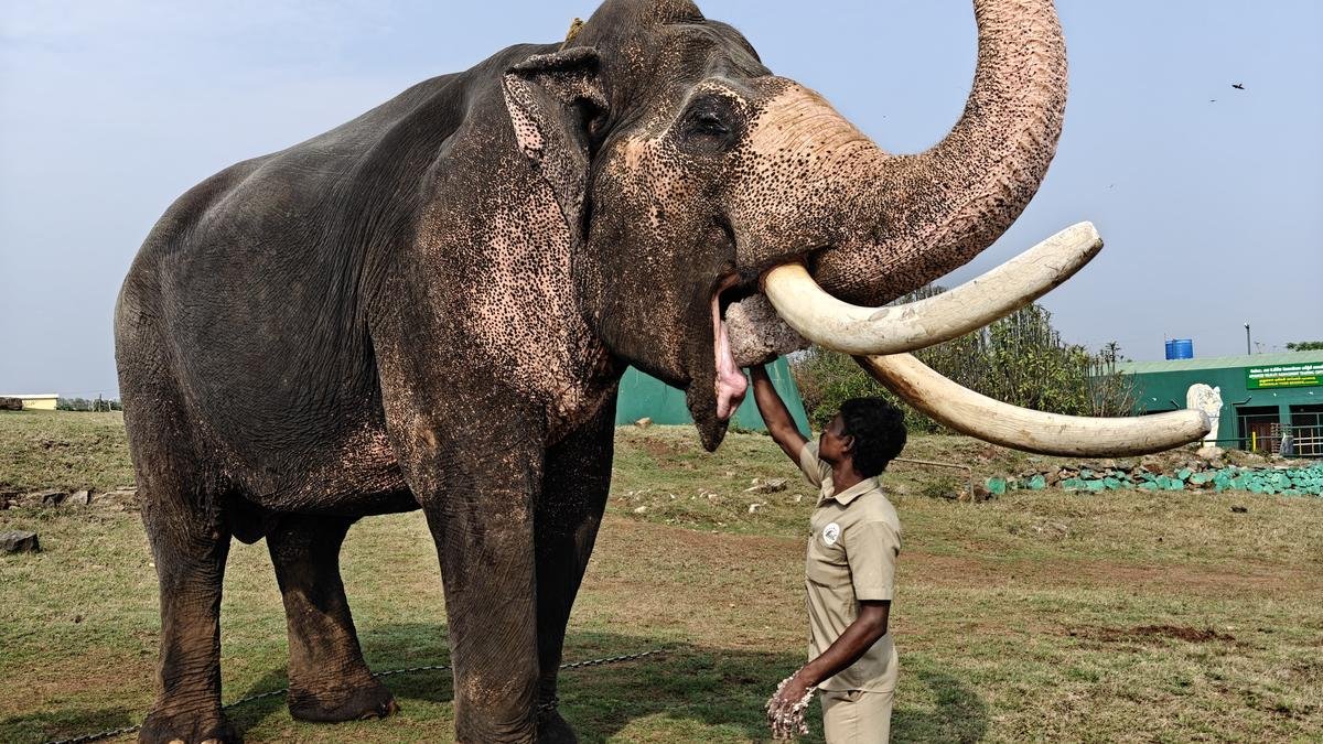 Theppakadu हाथी शिविर: हाथियों के लिए भोजन का समय