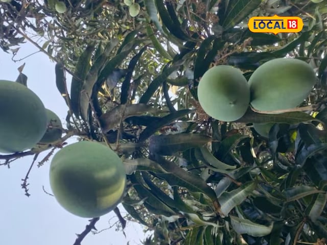 आम की खेती: किसान ध्यान दें! बढ़ती गर्मी और बारिश के बीच आम फसलों का ख्याल रखें, उत्पाद लाखों में बनाए जाएंगे