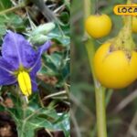 भाटकैया