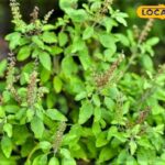 टक्कर मारना