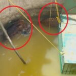 इसलिए महाराज ने मुलवी का शिकार किया, पैंथर बोअर के साथ घंटों तक कुएं में तैरता रहा