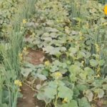 साहुपुरा