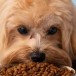 एक पालतू जानवरों को दिखाने वाले संकेत एक खराब आहार योजना के अधीन हैं