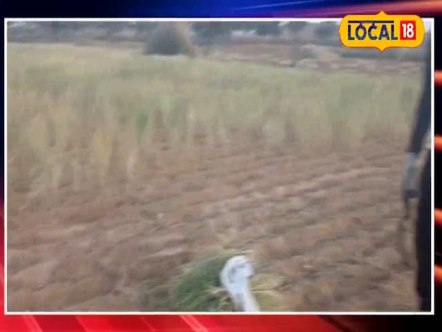 कम सिंचाई में बम्पर उपज, शुष्क स्थानों के लिए यह फसल कुबेर का खजाना है, किसान अमीर हो जाएंगे