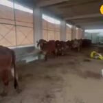 झुनझुनु