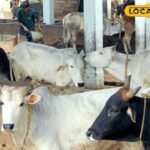 किसानों और मवेशियों के पीछे के लिए राहत समाचार, अब बीमा पोस्टमॉर्टम के बिना उपलब्ध होगा